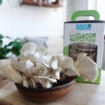 Back to the Roots Organic Mini Mushroom Grow Kit - Image 2